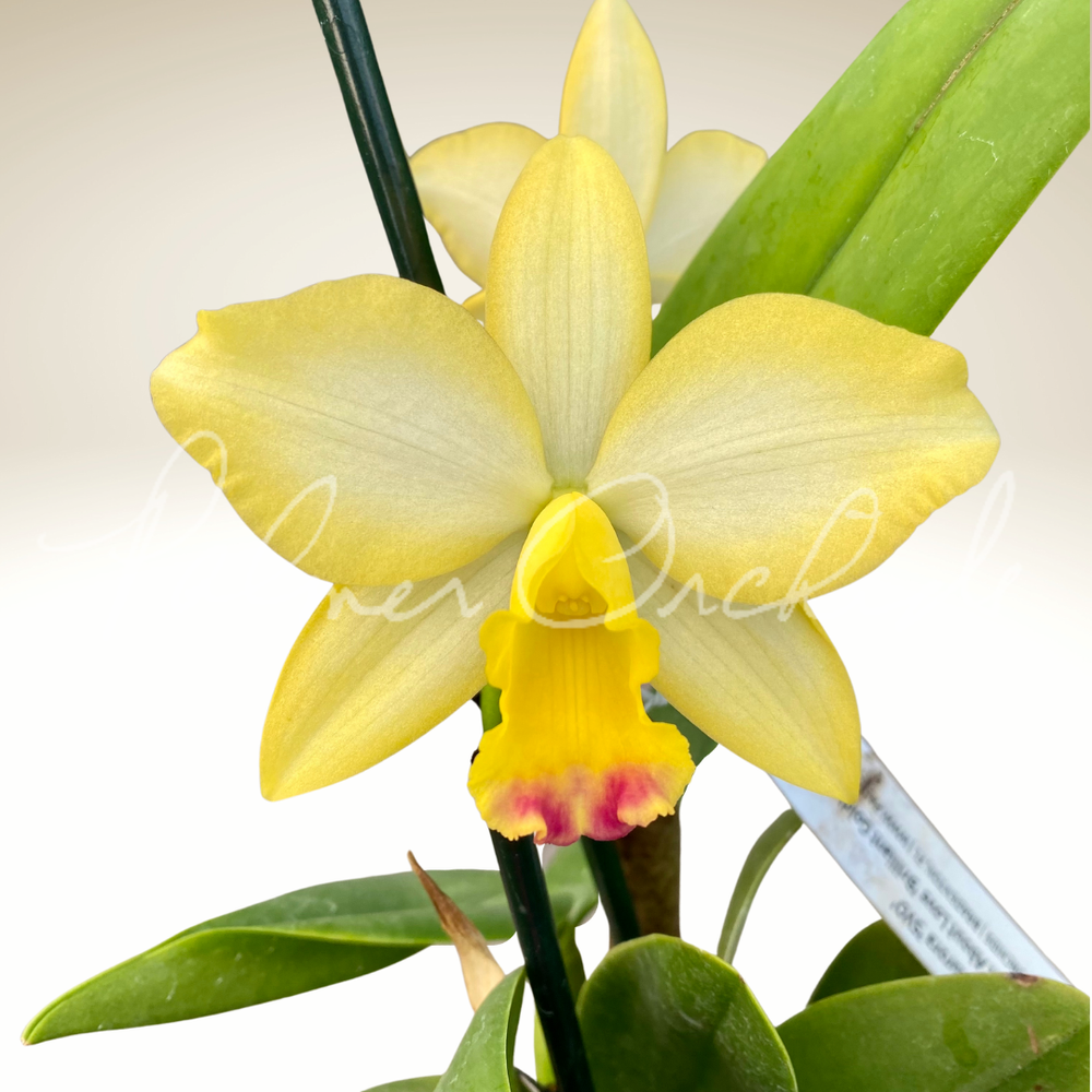 Ctt. Tropical Aurora-Rth. What About Love — Palmer Orchids